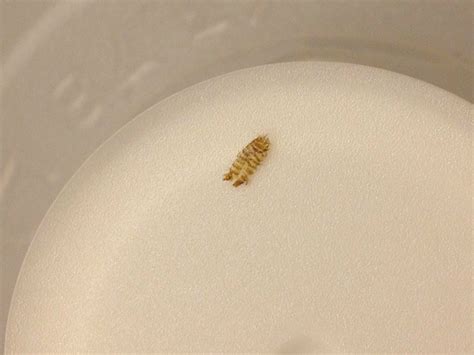 Bed bug molt. Things To Know About Bed bug molt. 